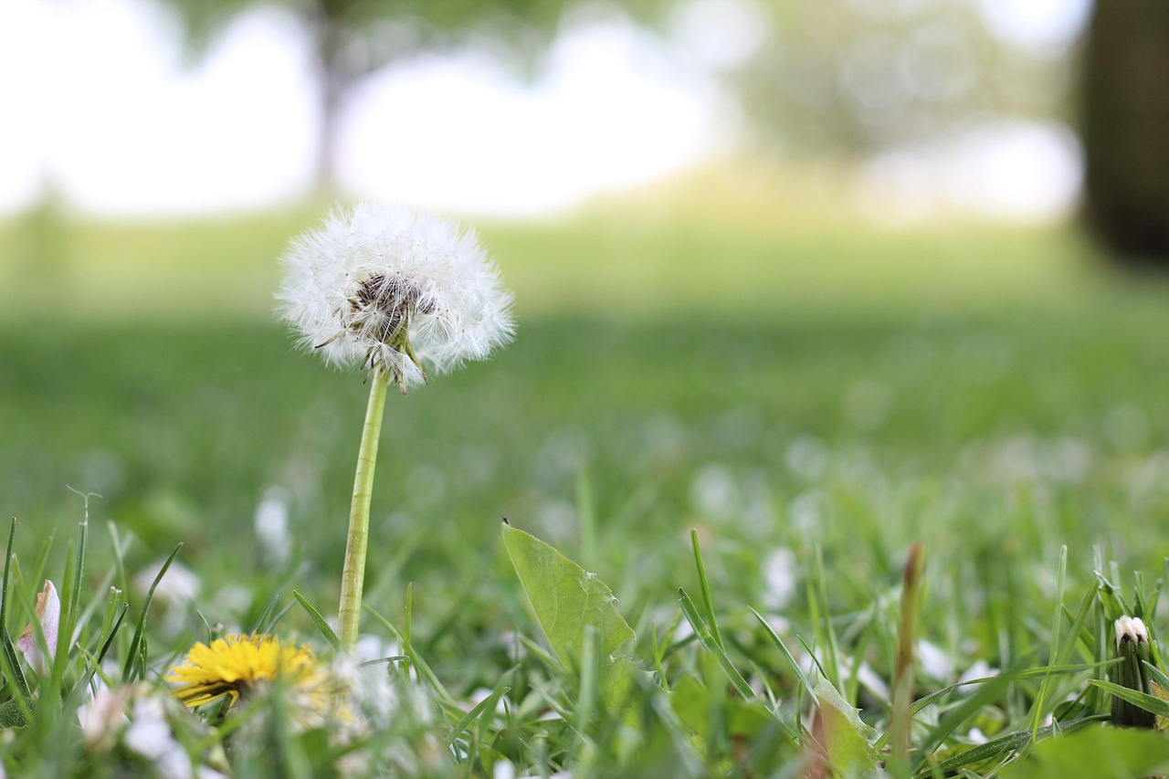Breathwork-Zeit-Wiesbaden-Hikade-Baum - YAER0458